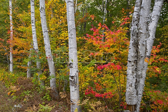 Fall birch trees