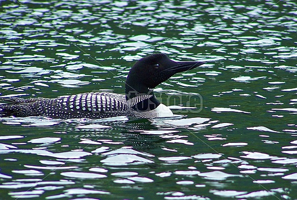 Common Loon In Lake