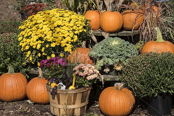 Fall harvest