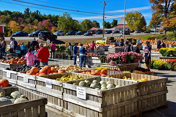 Fall pumpkins