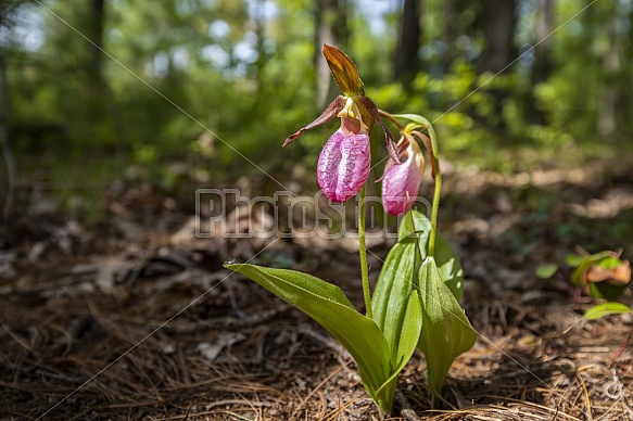 Ladyslippers