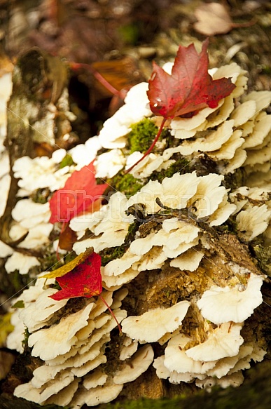 Tree Bark With Fungus and Red Leaves