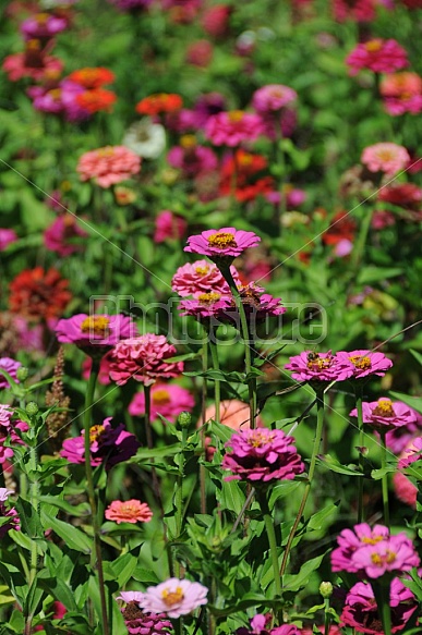 Colorful Zinnias