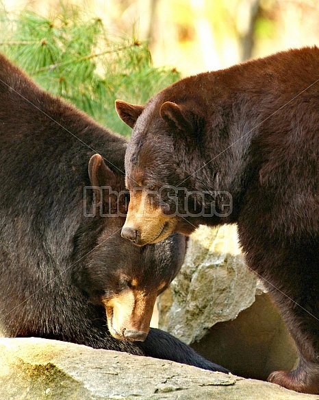 Two Black Bears