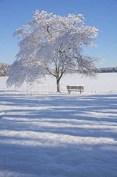 Fresh snow on the lake