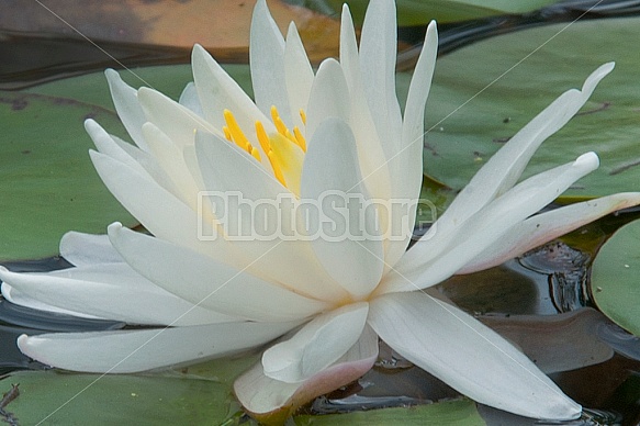 pond lilies