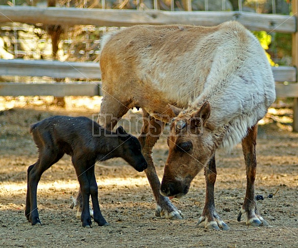 Adult Reindeer With Calf