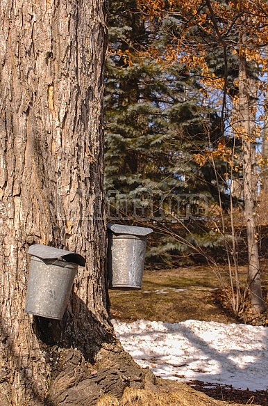 tapping the tree