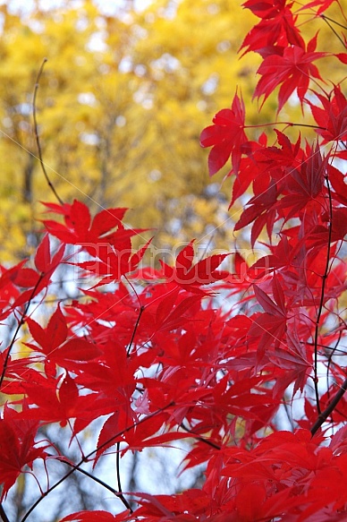 Red And Yellow Leaves