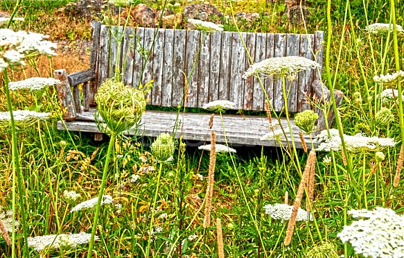 summer bench