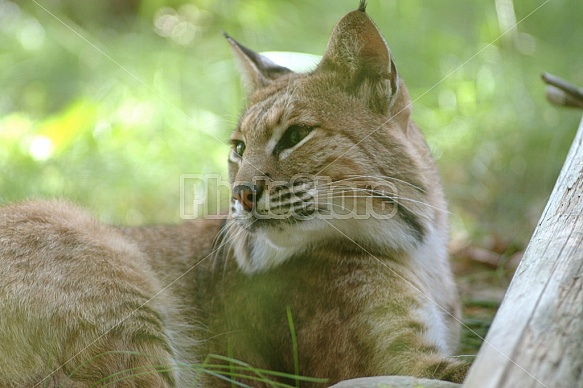 Bobcat At Rest