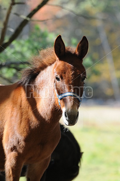 Horses In A Pasture