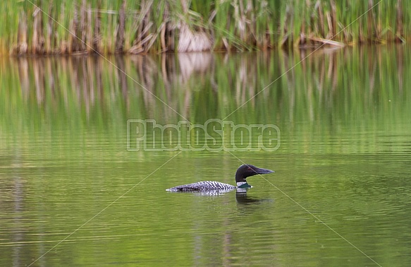 Spring Loon