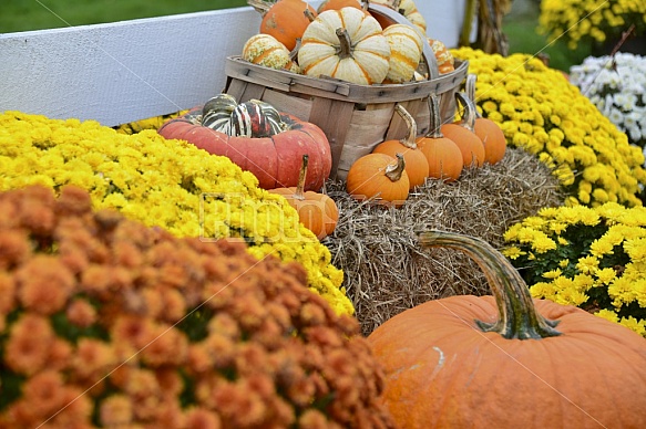 Fall Displays