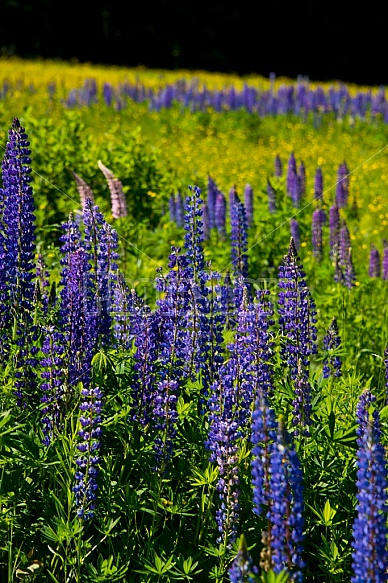 Purple Lupines