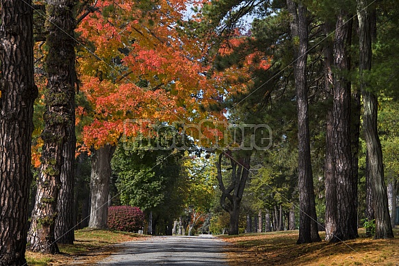 country road