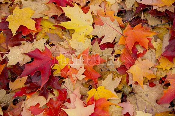 Autumn Leaves