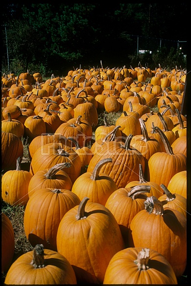 pumpkins