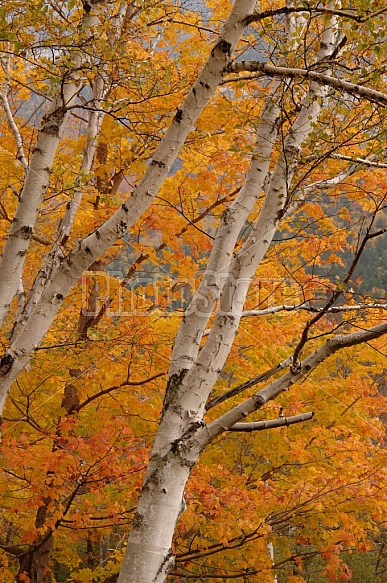 Birch Trees In Autumn