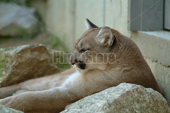 Mountain Lion