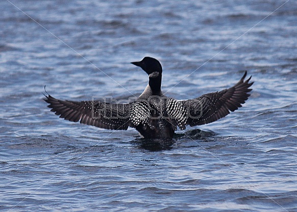 Common Loon In Lake