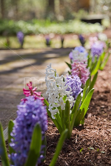 Spring flowers