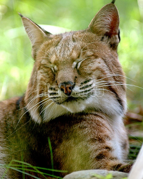 Bobcat Lynx