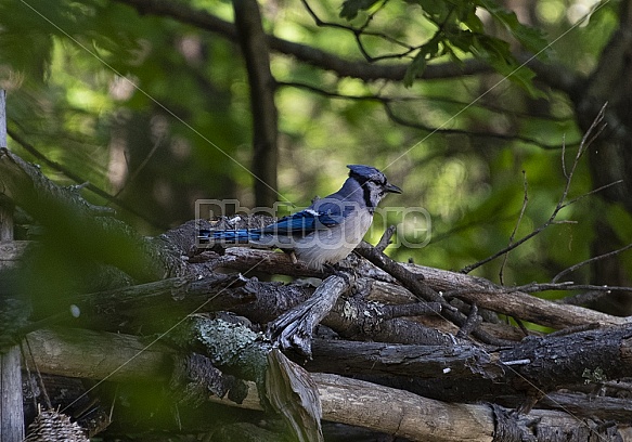 Blue Jay