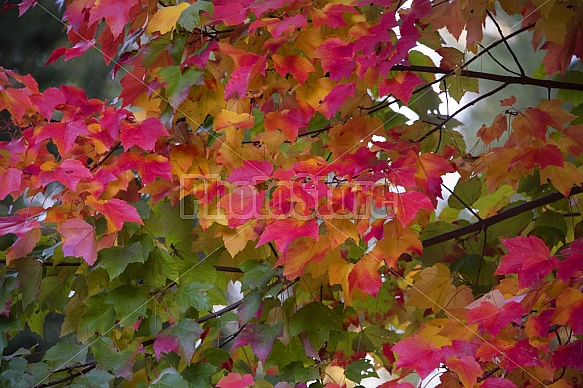Autumn color
