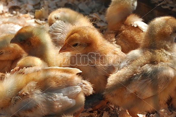 baby chicks