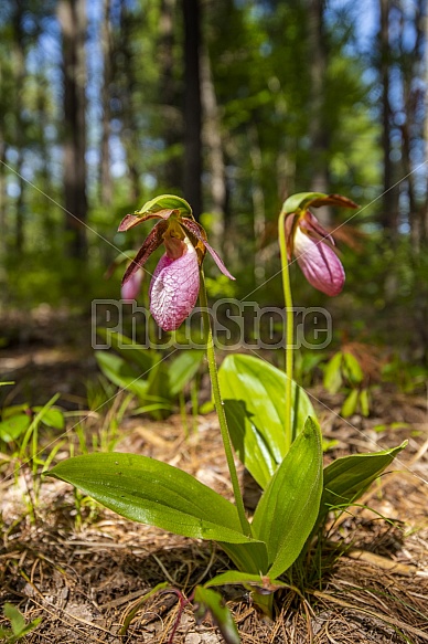 Ladyslippers