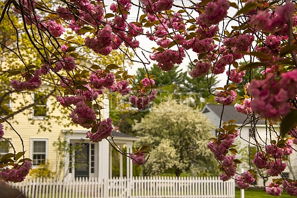 Home in the spring