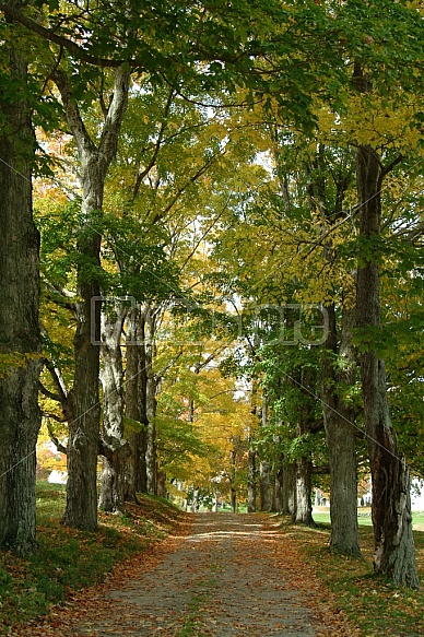 Scenic Footpath