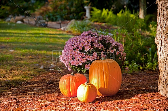 Pumpkins and Flowers