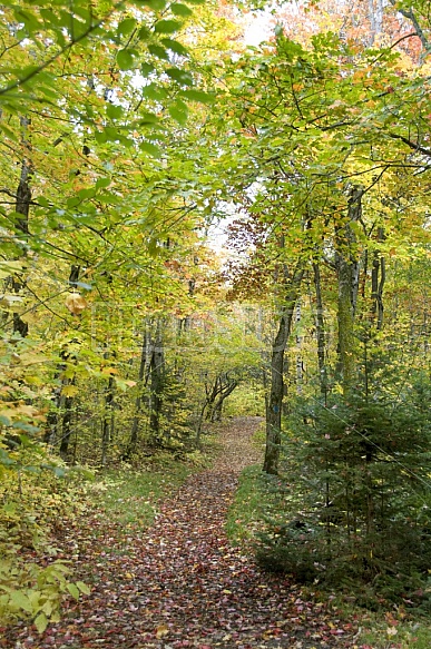 Secluded Footpath