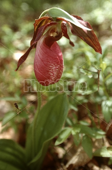 Pink Lady Slipper