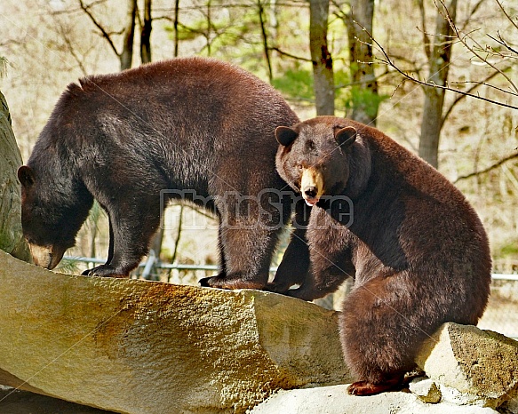 Two Black Bears