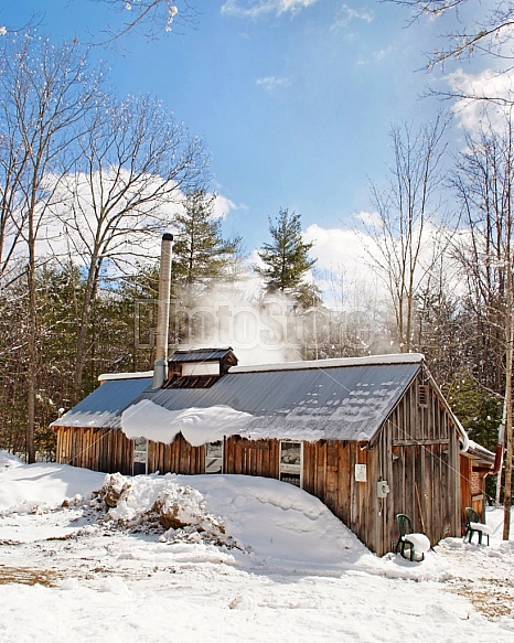 Maple Season