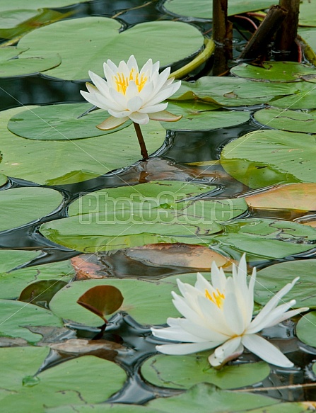 pond lilies