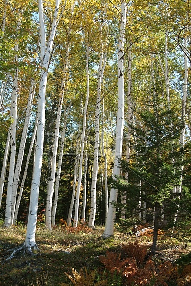 Birch Trees