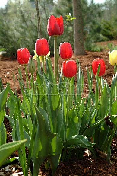 Red And Yellow Tulips