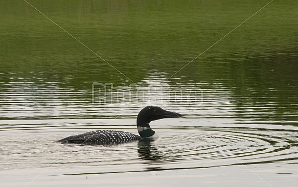 Spring Loon