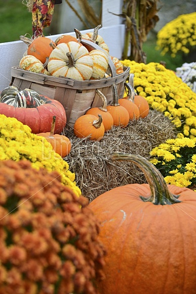 Fall Displays