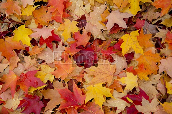 Autumn Leaves