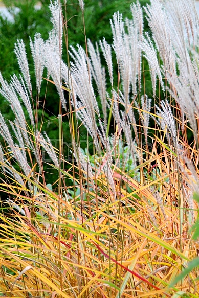 Ornamental Grasses in Garden