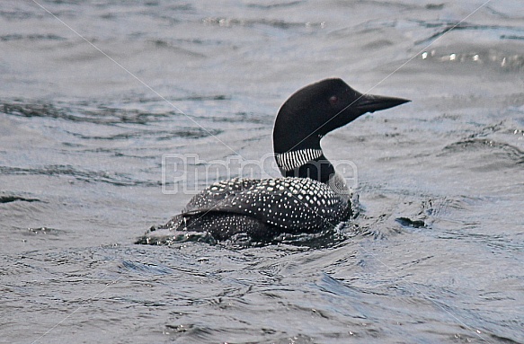 Common Loon In Lake