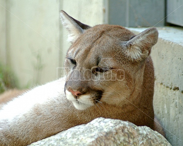 mountain lion