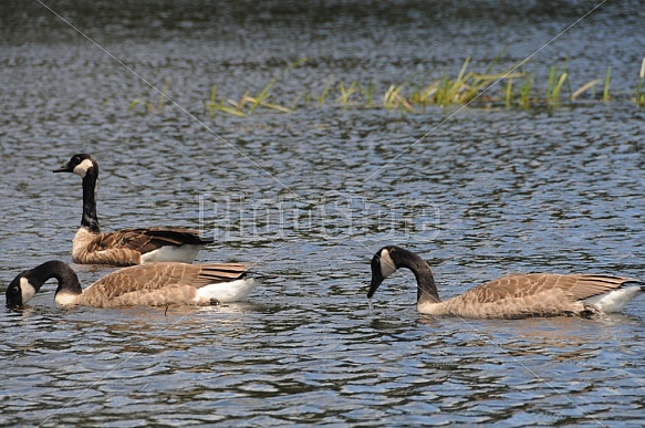 Canada Geese