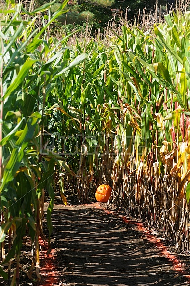 Autumn Cornfield