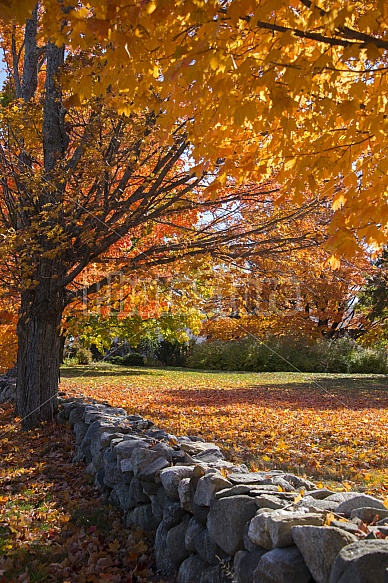 Autumn stonewall